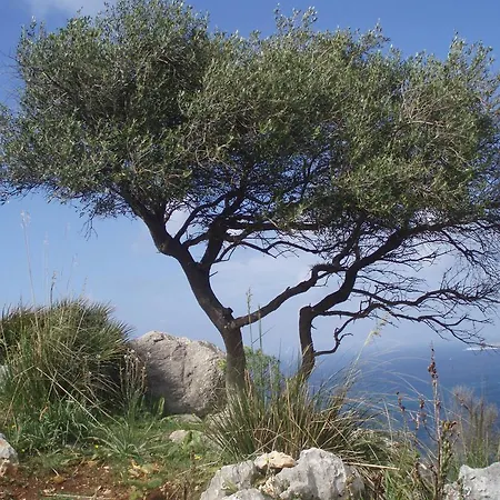Baia Cofano Lägenhet *